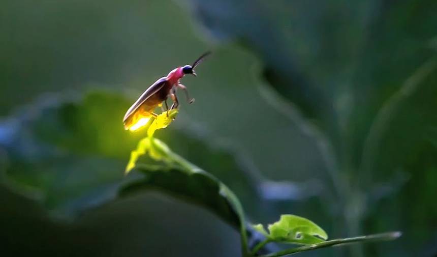 firefly.jpg.860x0_q70_crop-scale (1)
